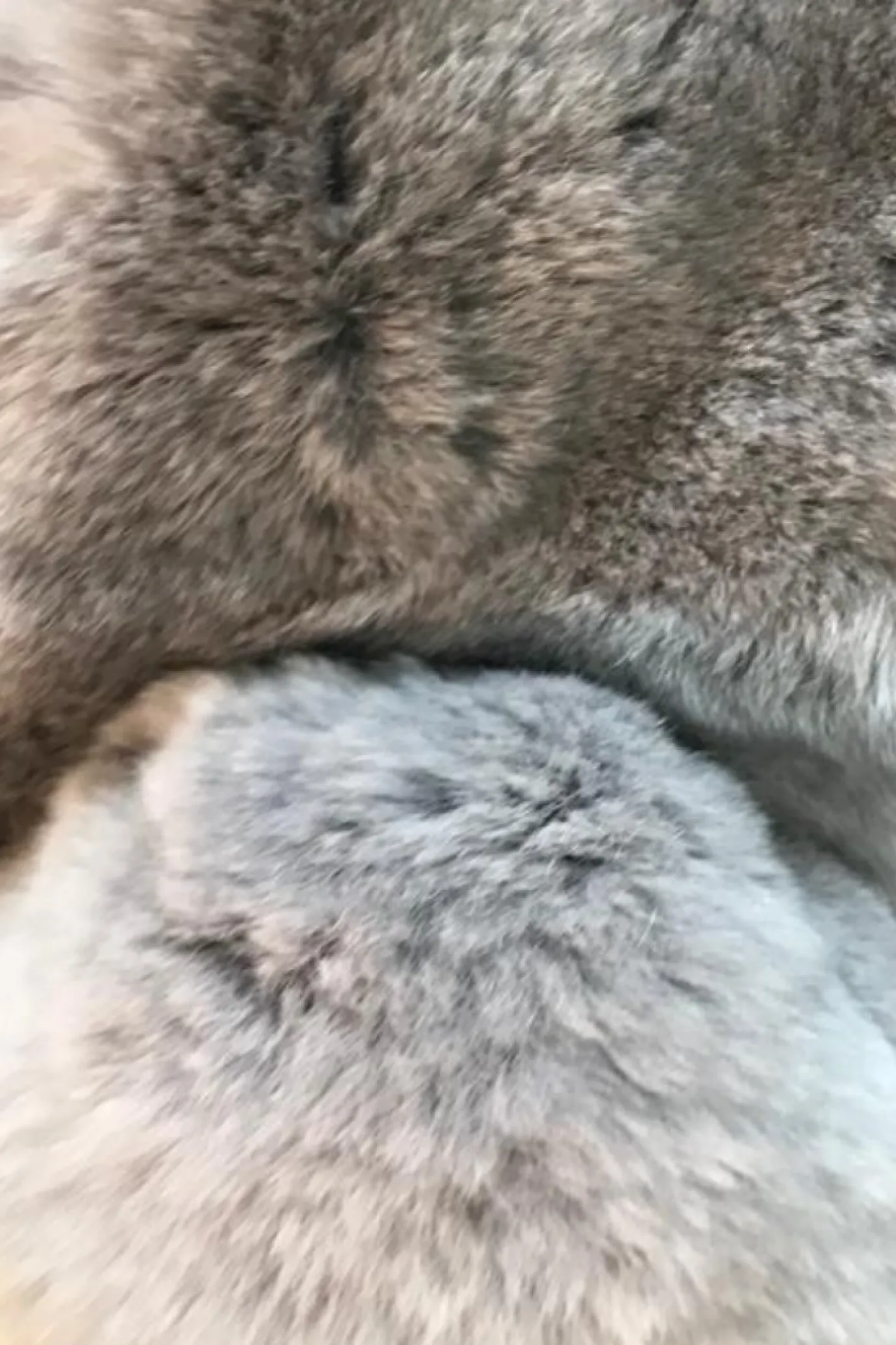 Light Grey Magnetic Real Rex Rabbit Bobble Scarf